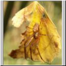 Metellina segmentata - Herbstspinne 02.jpg